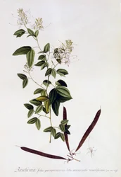 Bauhinia, c.1745